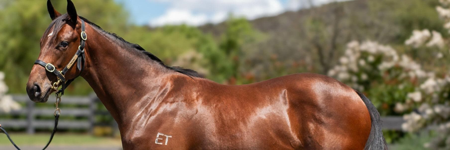 Value Buy: Corban snares a bargain early on day 1