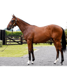 Kingsbrook Diva