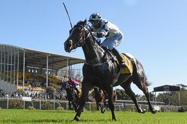 Promising Kiwi 2YO Sold to Australia